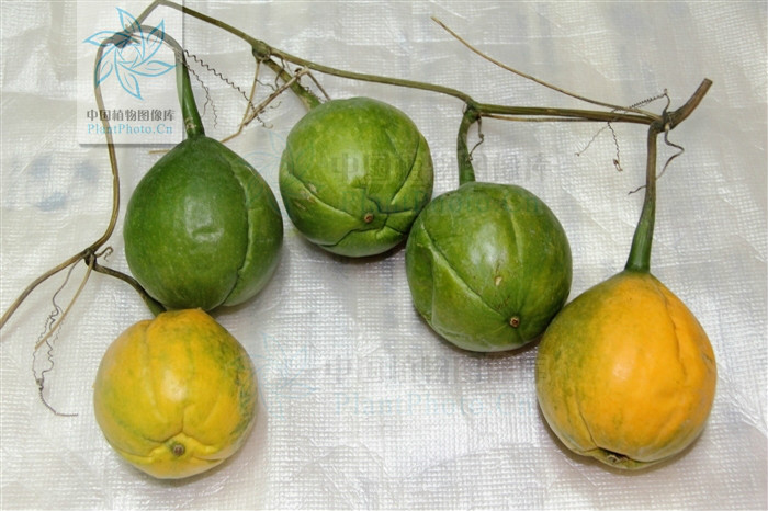  p>中华栝楼(学名: i>trichosanthes rosthornii /i> harms)是葫芦科