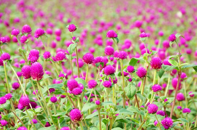  p>奶蓟是一种一年生或二年生草本植物,也叫小蓟,水飞蓟,圣蓟或幸福蓟