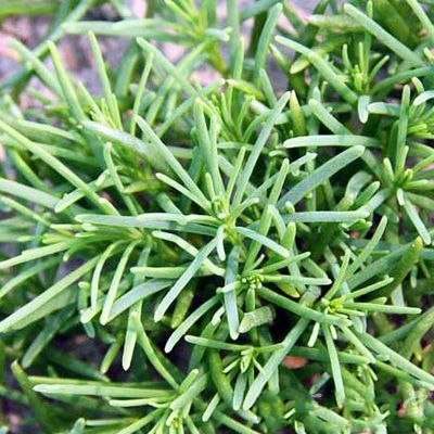  p>盐蒿(学名: i>artemisia halodendron /i> turcz. ex bess.