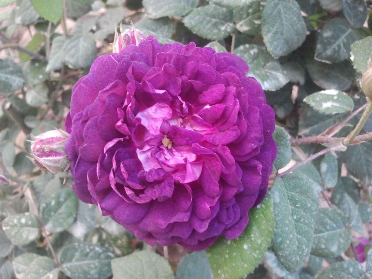 rosa chinensis var. semperflorens