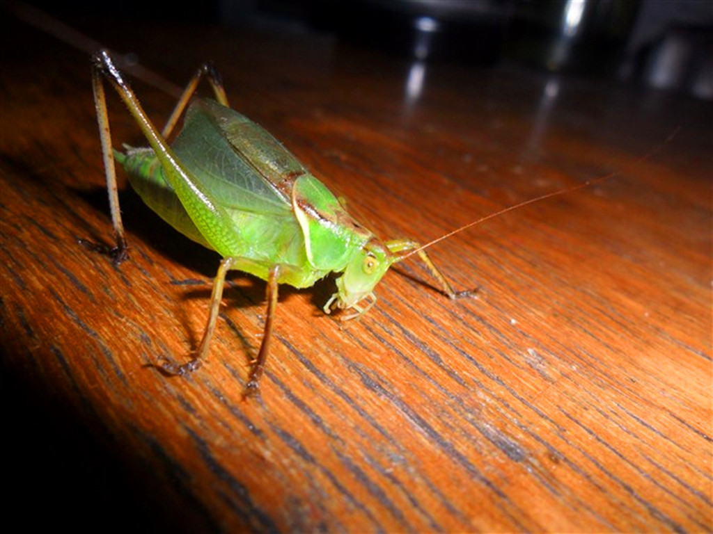  p>鼓翅鸣螽是螽斯科的一类动物.俗称姐儿,吉儿,扎儿.