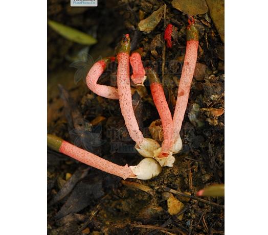  p>蛇头菌学名为"mutinus caninus",可以称得上是最丑陋的菌类.