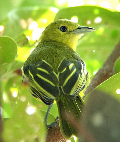 horizoptera)为 a target="_blank" href="/item/鸟纲/1194548" data