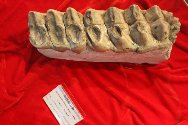  p>轭齿象(zyolophodon)是旧大陆短颌类型 a ta