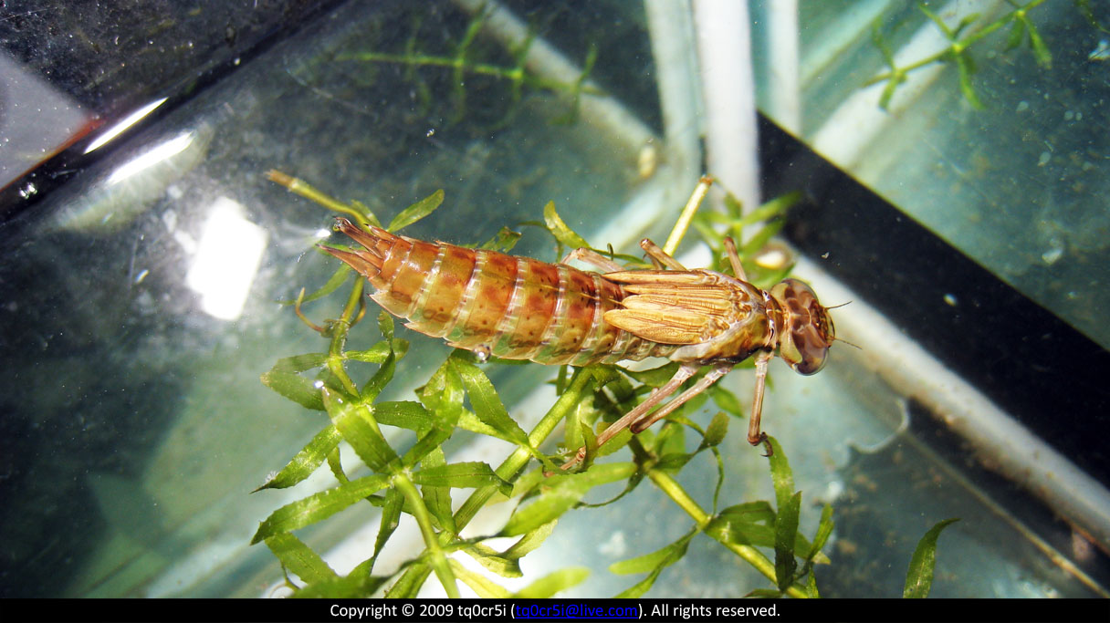  p>水虿(chài)是昆虫纲蜻蜓目昆虫稚虫的一种统称.