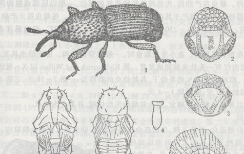  p>谷象是贮藏谷物的主要 a target="_blank" href="/item/害虫/84321