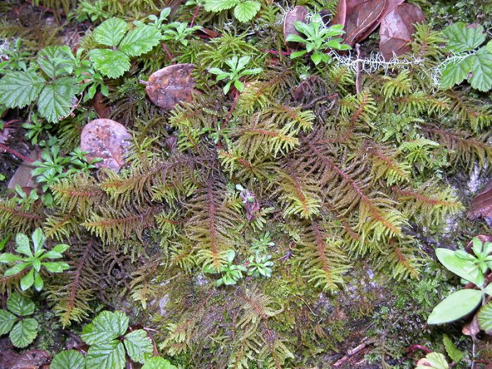 茎横展,或尖部倾立,长达10厘米以上,一回羽状分枝,枝长1-2厘米,尖端