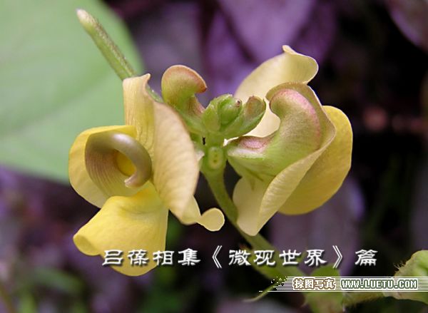 绿豆花