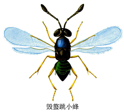 水稻稻田,隶属于 a target="_blank" href="/item/跳小蜂科/6264556"