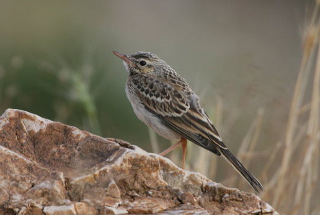  p>平原鹨新疆亚种(学名:anthus campestris griseus)是 a target="