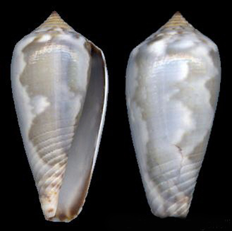  p>修道士芋螺是芋螺科,芋螺属的一种贝类动物,生活在 a href="#"