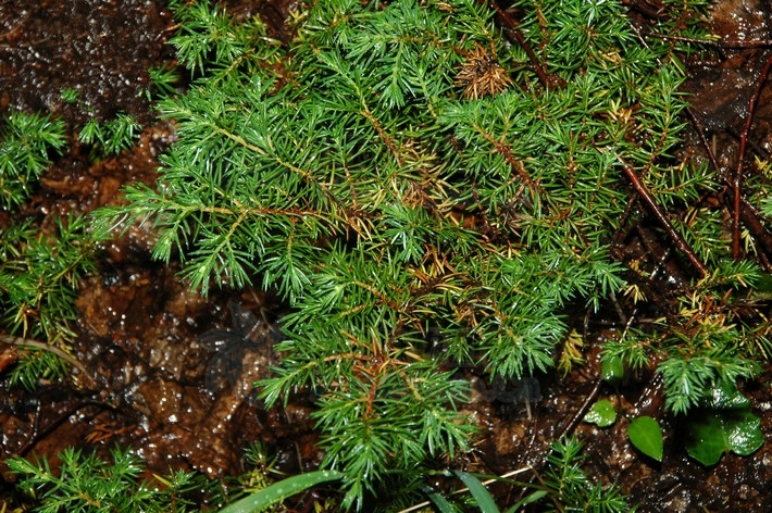 juniperus sibirica burgsd.