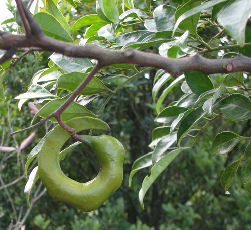 nielsen)是豆科猴耳环属乔木,幼枝,叶柄,花序均被褐色短绒毛;二回