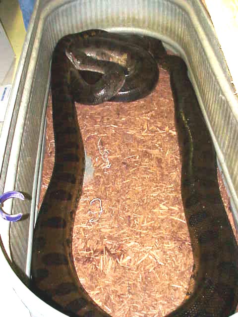  p>亚马逊森蚺(学名: i>eunectes murinus /i>),是当今世界上最大的蚺