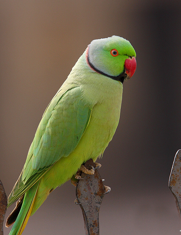 红领绿鹦鹉东非亚种