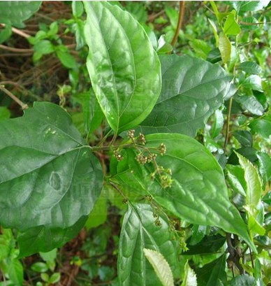  p>豆腐柴属( a target="_blank" href="/item/学名/8074290" data