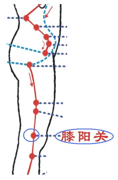 膝阳关穴