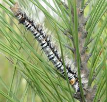 马尾松毛虫