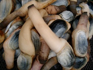 象拔蚌(学名:panopea abrupta):生物名称是<a target="