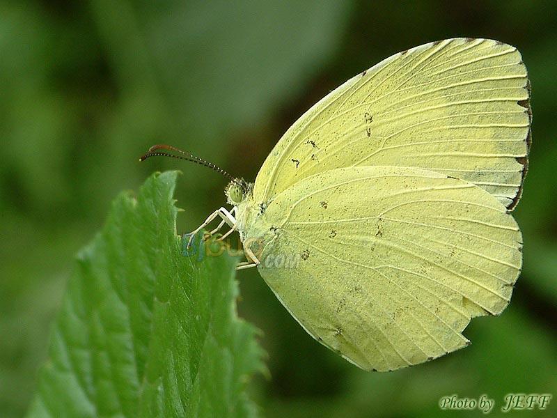  p>宽边黄粉蝶,eurema hecabe,是粉蝶科中的一种,分布广泛.