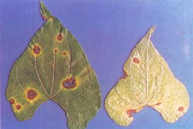 药用植物山药炭疽病