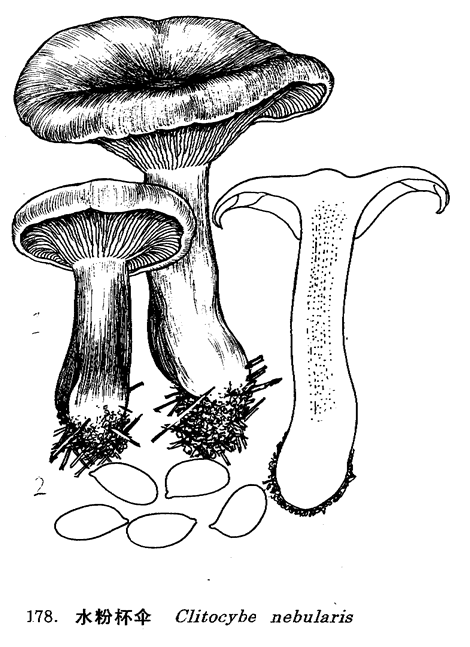  p>水粉杯伞,分布于 a href="#" data-lemmaid="122340">台湾 /a>, a