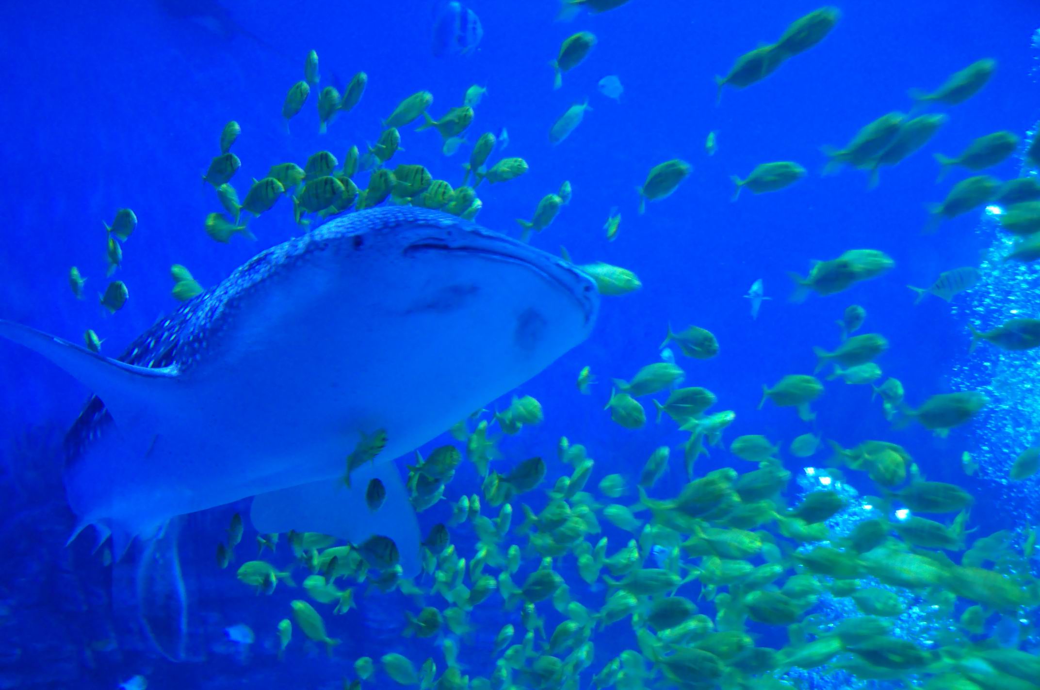 海昌烟台鲸鲨馆