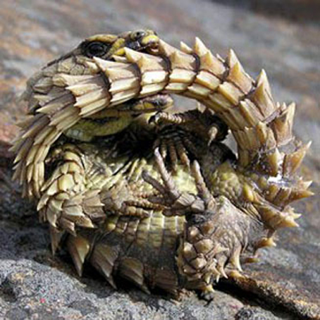 armadillo spiny-tailed lizard