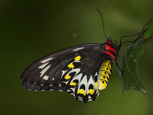 里士满鸟翼凤蝶