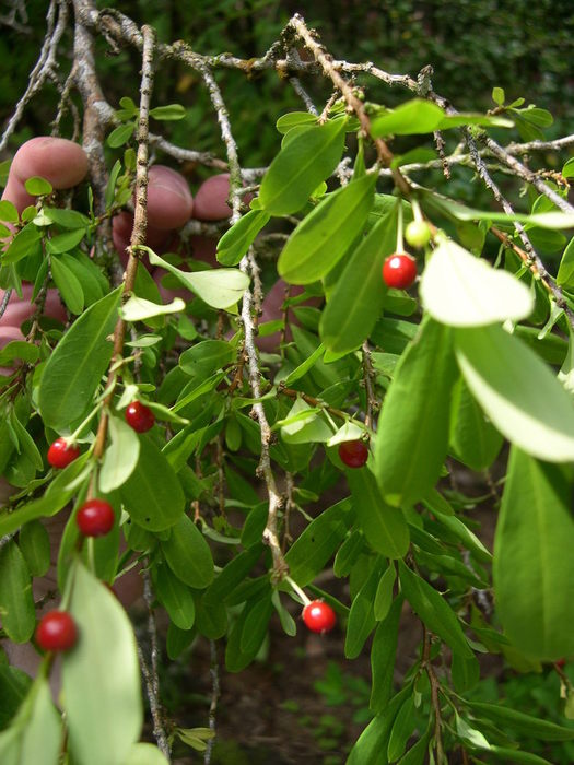  p>古柯科(学名: i>erythroxylaceae&nbsp;kunth /i>)是金虎尾目