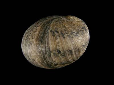  p>蜑螺科(学名: i>neritidae /i>),腹足纲前腮亚纲古 a target="