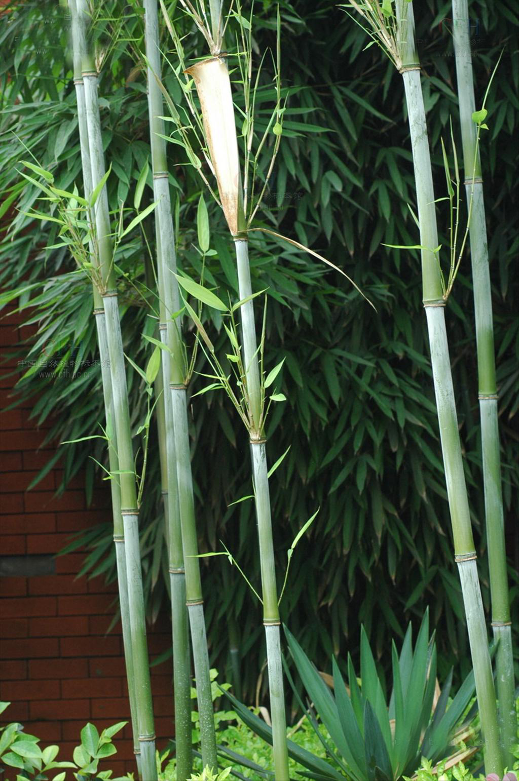  p>慈竹 植株呈乔木状.