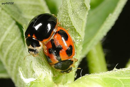 河南灵宝(大豆)异色瓢虫4斑型