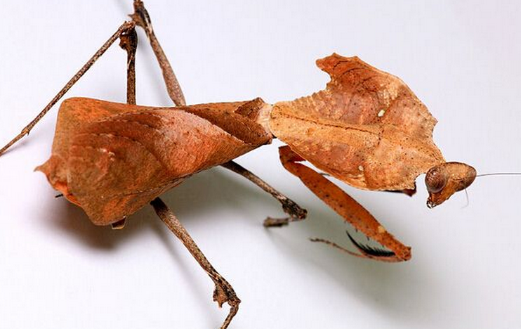  p>勾背枯叶螳螂,学名deroplatys desiccata,是来自马来西亚的大螳螂