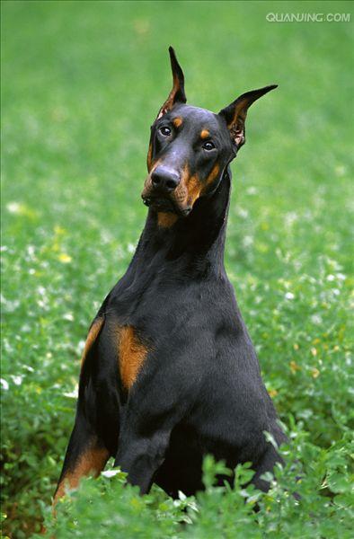  p>杜宾犬是一种十分凶猛的犬种,主要担当军,警工作,经过训练后,可