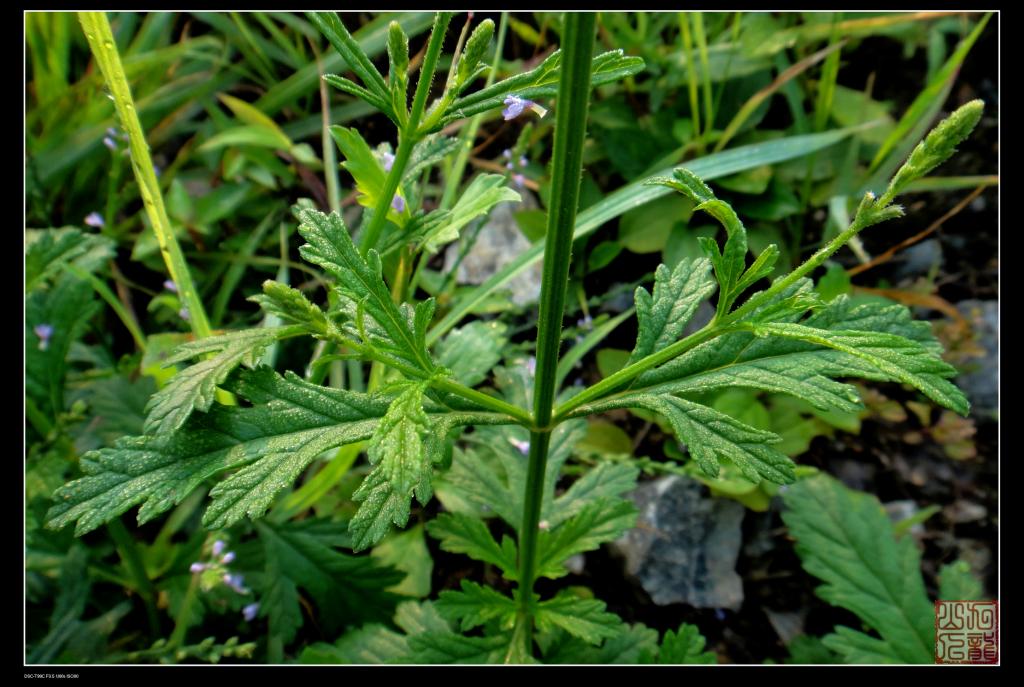  p>千解草属( a href="#" data-lemmaid="8074290">学名 /a>: i>pygm