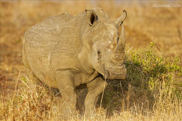  p>白犀(学名: i>ceratotherium simum /i>): a target="_blank" href