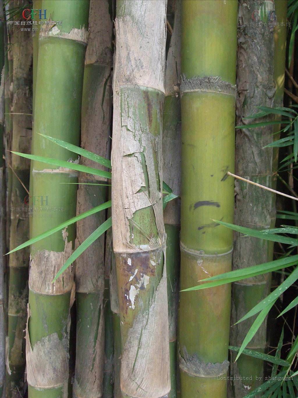  p>泰竹属,thyrsostachys gamble,是 a target="_blank" href="/item