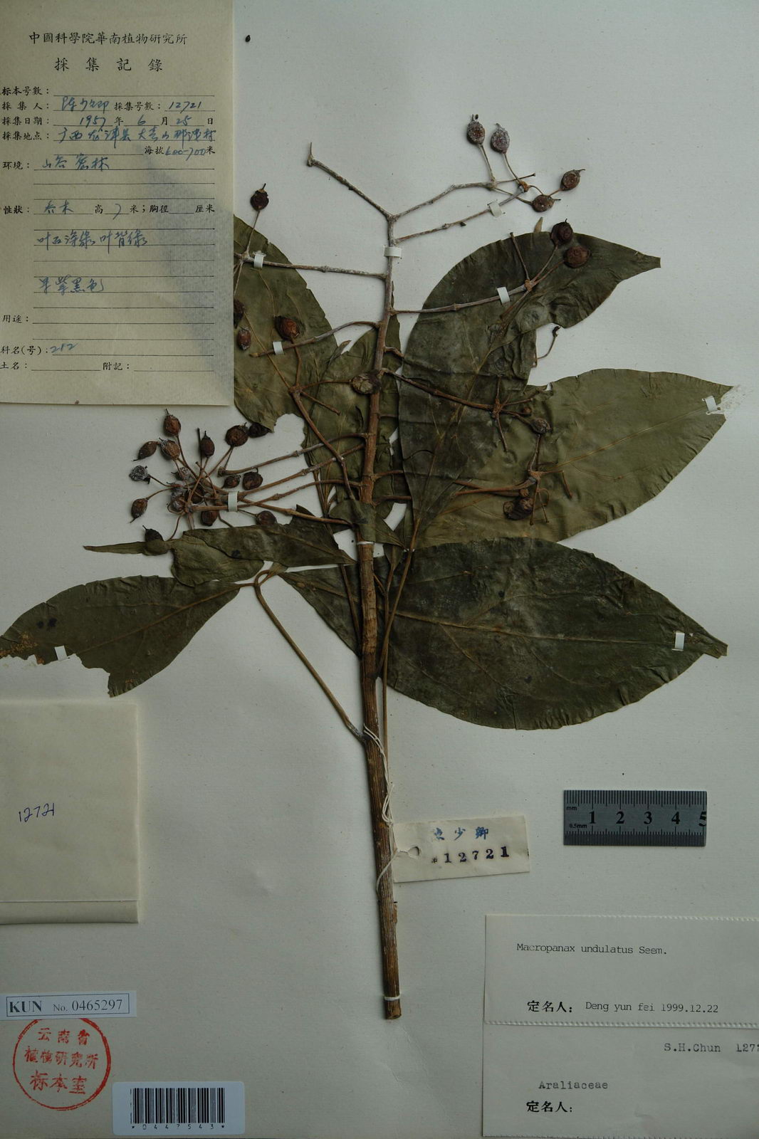 波缘大参(原变种)