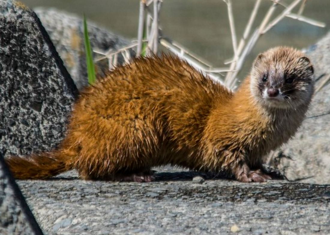  p>日本鼬(学名: i>mustela itatsi /i>):是哺乳纲,鼬科的一种 a href