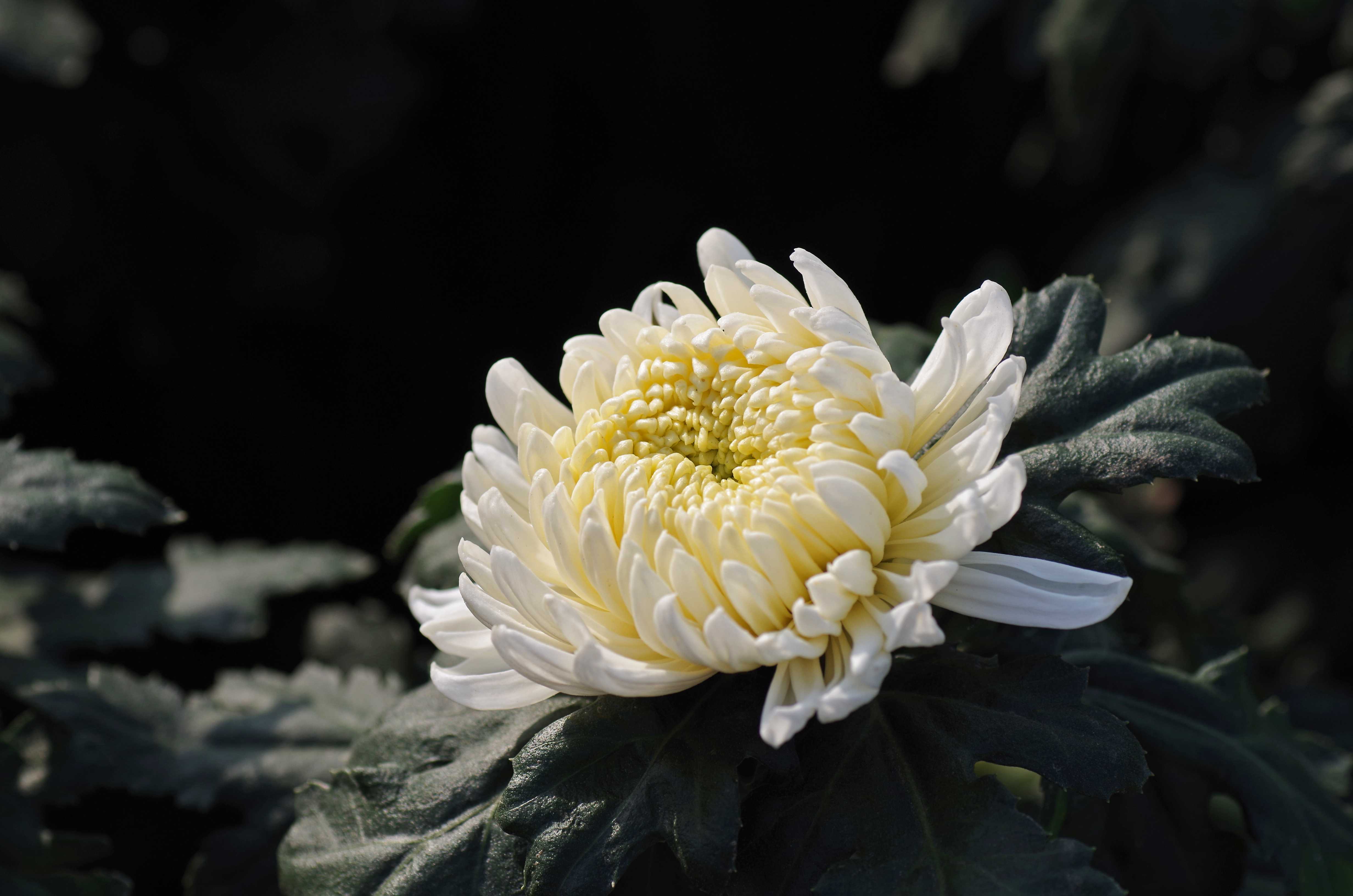 crossostephium chinense