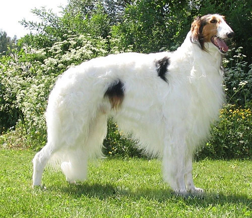  p>波索尔(俄罗斯猎狼犬)是作为在开阔地区追逐野兽的 a href="#"