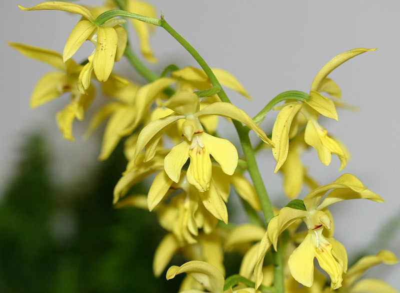  p>大黄花虾脊兰(学名: i>calanthe sieboldii /i>  decne.