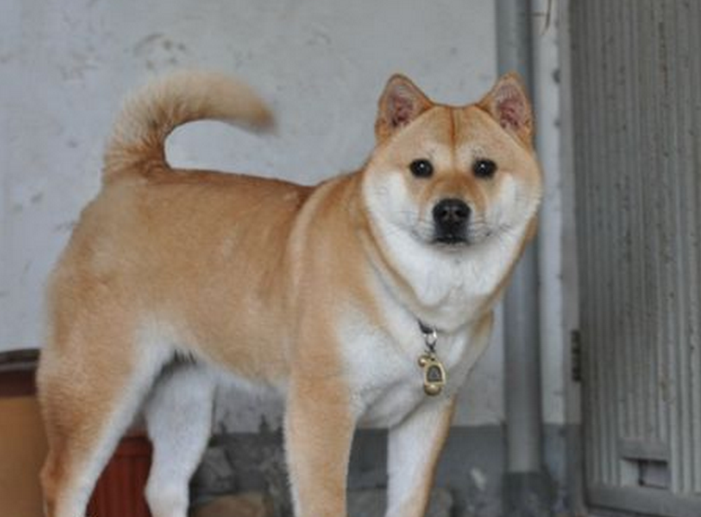  p>春和犬属 a target="_blank" href="/item