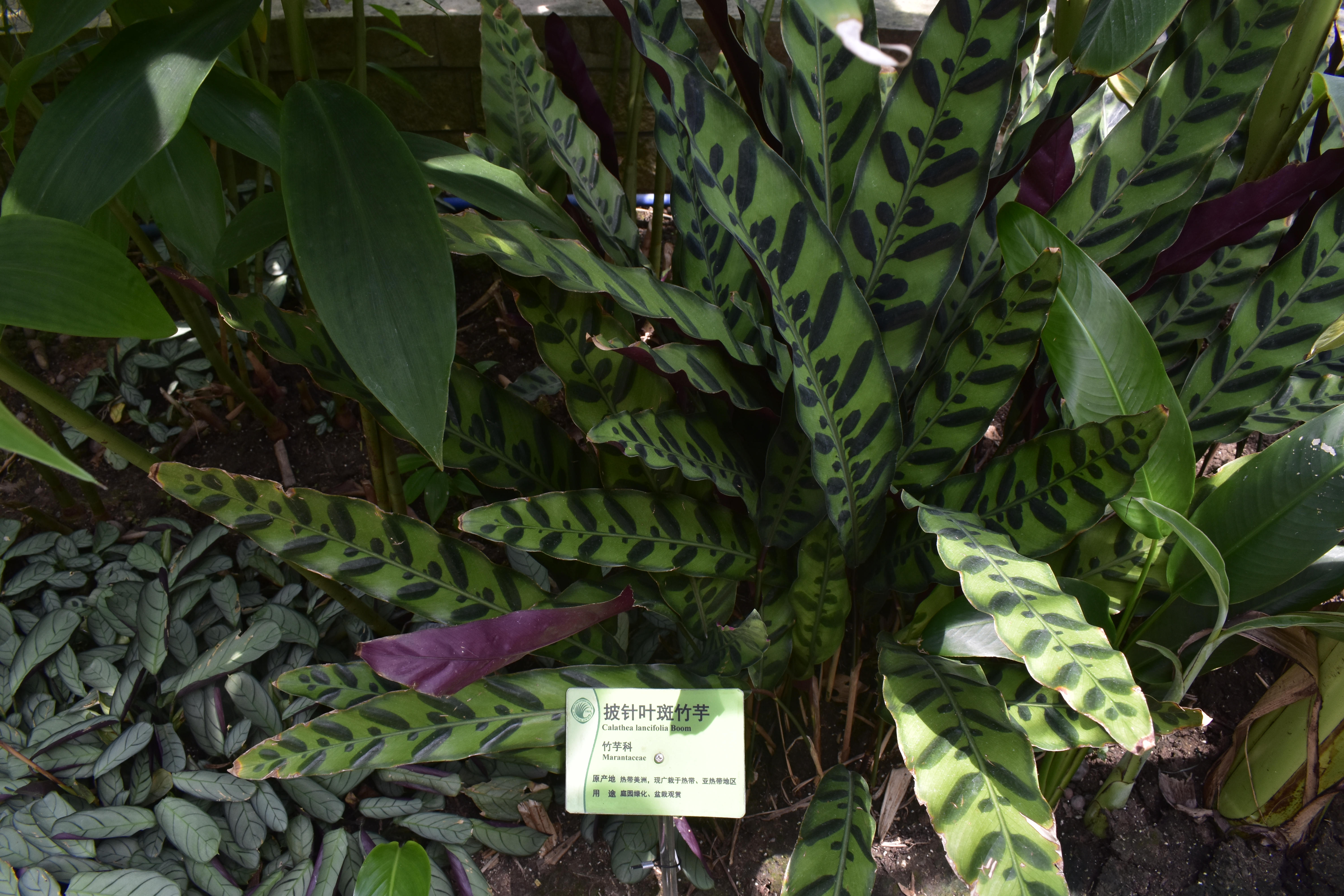 是竹芋科, a>肖竹芋属 /a>多年生中等大草本植物.