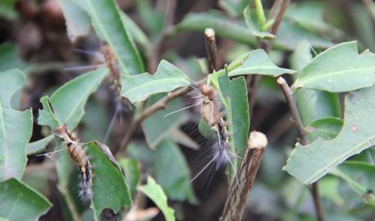 茶树茶叶白毒蛾