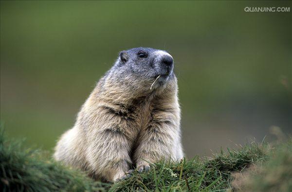  p>喜马拉雅旱獭(学名: i>marmota himalayana /i>)别名哈拉, a href=