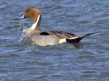 northern pintail