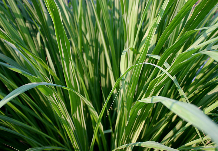 stapf),也称 柠檬草,香茅草,是种具有香味的植物.