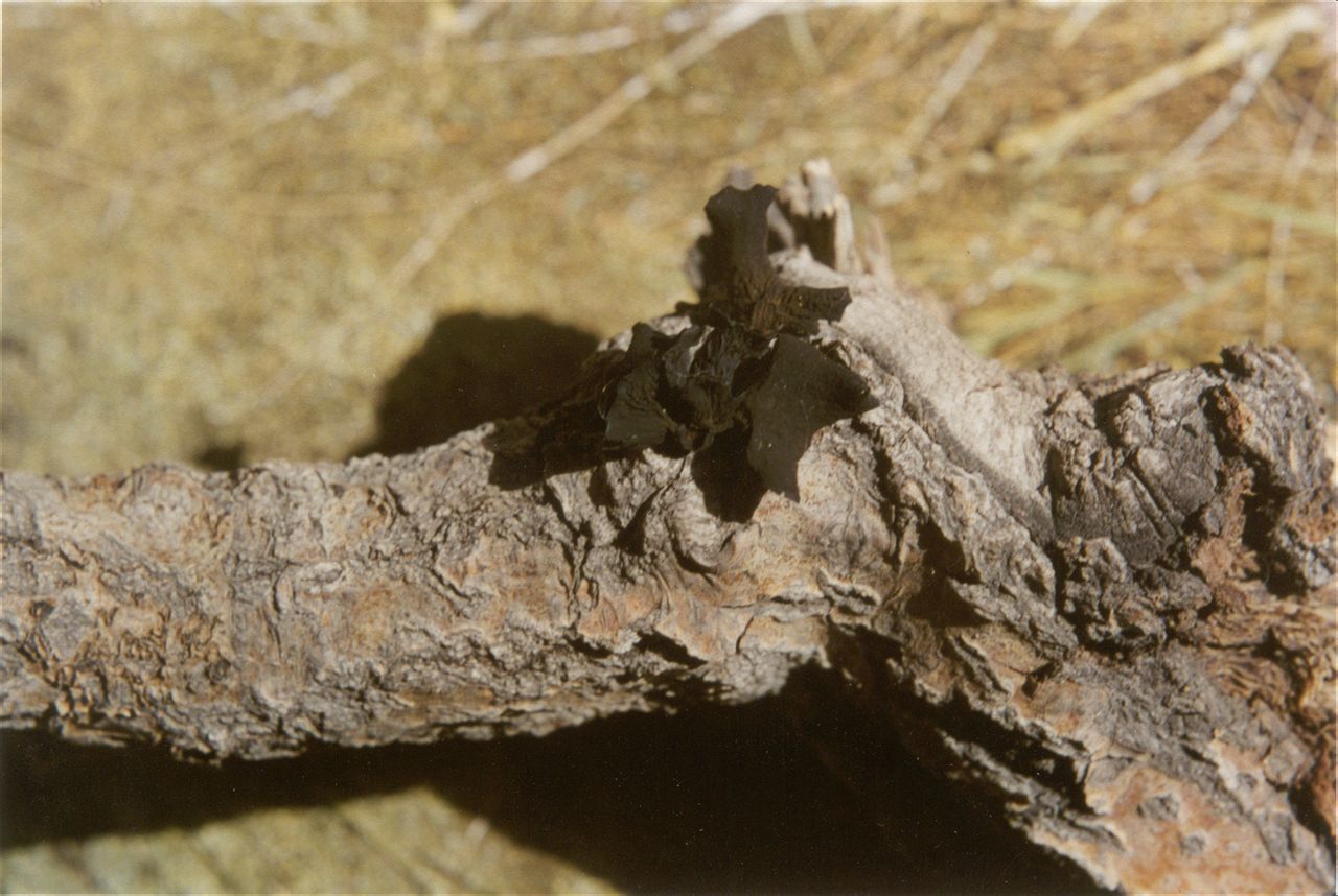  p>叶状耳盘菌又叫暗皮皿菌,毒木耳 .